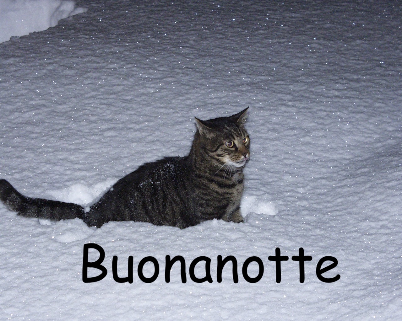  immagine con gatto nella neve 